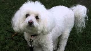 How to stop bichon frise barking Finally [upl. by Furr277]