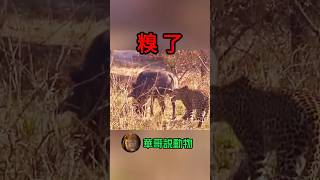 花豹🐆想，完了，這下糗了animal wildanimals 華哥説動物 nature [upl. by Sakovich391]