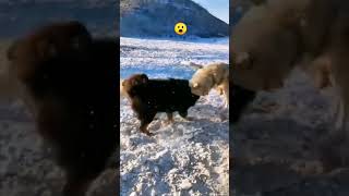 Tibetan mastiff vs Wolf 😮 fypシ゚ viral shorts fighting [upl. by Shulem]