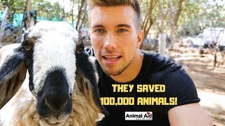 THEY SAVED 100000 ANIMALS  ANIMAL AID INDIA [upl. by Fokos]