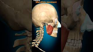 mandible movement youtubeshorts youtube youtubevideo viralvideo viralshort video music [upl. by Mavra]