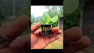 Seedlings to Aeroponics in 60 Seconds aeroponics growing plants seedlings fast easy DIY [upl. by Fry]