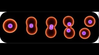 Binary fission in bacteria [upl. by Hansel]