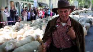 Transhumance en Provence 2014 Saint Rémy de Provence [upl. by Tibbs]