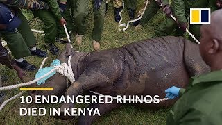 10 endangered black rhinos dead after botched transfer in Kenya [upl. by Hpesoj]