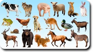 Learning Animals Names and Sounds for kids with More Finger Family Nursery Song for Children [upl. by Irved]