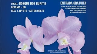 VAMOS PARA A EXPOSIÇÃO NACIONAL DE ORQUÍDEAS DE GOIÂNIAGOIÁS 🌺💐 [upl. by Ecnarepmet]