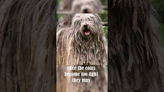 The Weird Bergamasco shepherd [upl. by Leela]