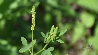 How to identify yellow sweet clover Melilotus officinalis [upl. by Zak]