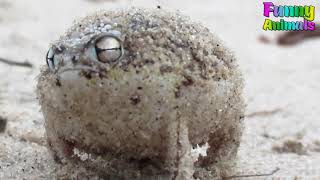 Funny Crazy Screaming Frog Funniest Animals Videos NEW 2019 [upl. by Anelaf]