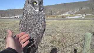 Petting a Wild Great Grey Owl [upl. by Lupee41]