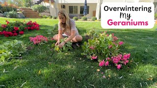 Overwintering My Geraniums Storing my potted geraniums and my bagged up geraniums 😀 [upl. by Durst]