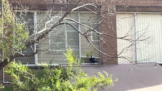 Australian Magpie Begging for Food 20220814 [upl. by Darcey]