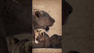 A Lone Lioness And Her Little Cubs Dry Lake Bed In Amboseli [upl. by Melisa]