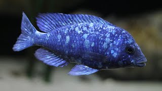 Placidochromis sp quotphenochilus tanzaniaquot Lupingu [upl. by Lustick]