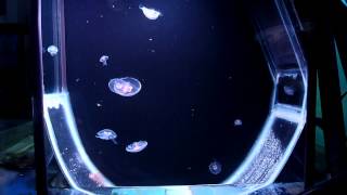 Moon Jellyfish in Kreisel Aquarium [upl. by Yddeg]