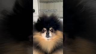 Funny Dogs Nail Trimming shorts short funny trending viralvideo animals dog shortvideo fun [upl. by Lose]