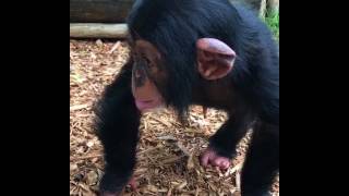 Baby chimpanzee is walking around at ZWF Miami [upl. by Novehc560]