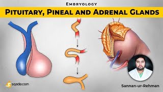 Pituitary Pineal and Adrenal Glands  Embryology Video Lectures  VLearning  sqadiacom [upl. by Dduj]