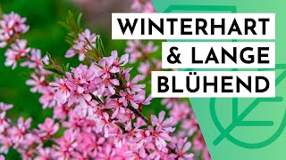 20 winterharte amp langblühende STRÄUCHER für DEINEN Garten max 2m hoch [upl. by Krahmer]