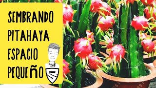 🇵🇪 Como sembrar Pitahaya en espacio pequeño  Sowing Pitahaya small space [upl. by Mellisa]