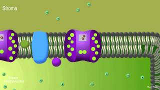 Photosynthèse première partie photophosphorylation noncyclique [upl. by Ahsinoj]