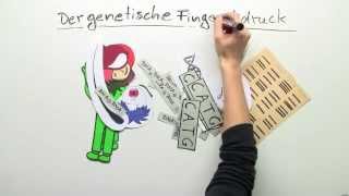 Biologie Der genetische Fingerabdruck  Biologie  Genetik [upl. by Trstram]