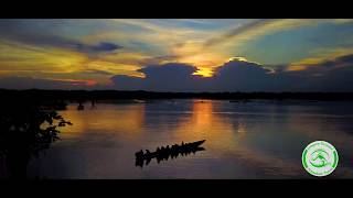 Cuyabeno – Ecolodge Guacamayo – Selva amazónica con dron [upl. by Yanat]