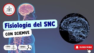 Fisiología del sistema nervioso central🧠 [upl. by Clarke999]