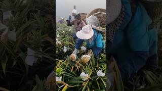 अनानास की जबरदस्त खेती🍍 Pineapple Farming shorts pineapple [upl. by Ranique]