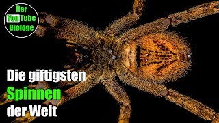 Wanderspinne Trichternetzspinne usw  Die giftigsten Spinnen der Welt [upl. by Fattal170]