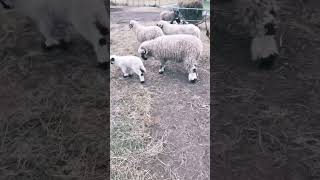 Valais Blacknose Lambs  2 Weeks Old [upl. by Obellia]