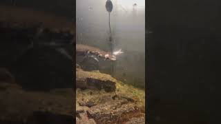 My Pet Fish Were Hungry 🐟 fishing alligatorgar explore [upl. by Enilec]