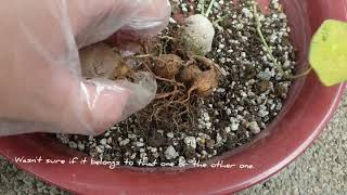 stephania erecta caudex propagation possible [upl. by Elleret337]