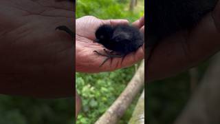 കുളക്കോഴിയും കുഞ്ഞുകളുംWhitebreasted waterhen amp baby’s [upl. by Ariadne]