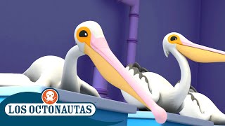 Los Octonautas  Los pelícanos  Episodios Completos [upl. by Lacy342]