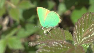 Green Hairstreak Butterfly Callophrys rubi [upl. by Vedis]