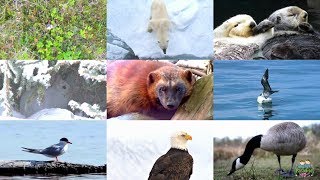 Arctic Animals for Children pronunciation in English with videos [upl. by Epuladaugairam344]