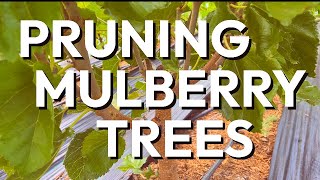 How to Prune Mulberry Trees for an Easier and Better Harvest [upl. by Ahsitruc404]