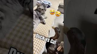 Duck vs Cat 🤣😂 trending viralvideo comedy entertainment funny [upl. by Alemat]