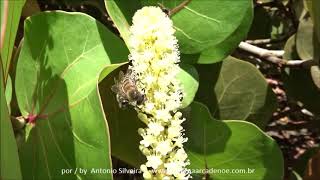 Coccoloba uvifera flores IComandatubaBA 22 1 18 ASilveira yout [upl. by Dusty]