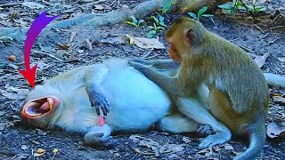 Monkey Jane feeding her daughter Jonna and Jazzy [upl. by Abbotsen]