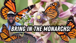 Planning Ahead for the Monarch Butterflies  Planting Giant Milkweed in the Garden [upl. by Yeo677]