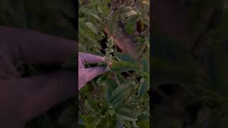 Pinching basil in the garden tonight minifarm gardentok growyourownfood gardenupdate [upl. by Melbourne]