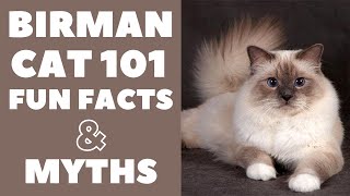 Birman Cats 101  Fun Facts amp Myths [upl. by Bej]