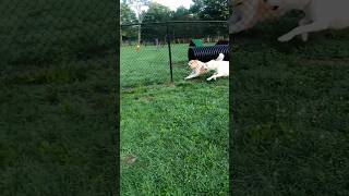 kobe shorts Great Pyrenees barking dogs [upl. by Luoar266]