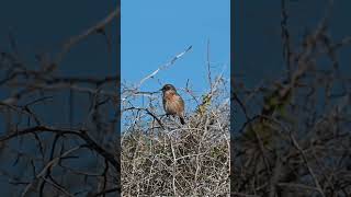 european stonechat female [upl. by Niletak]