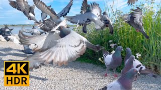 Cat TV for cats to watch🐱🐦Beautiful garden birds and pigeons 📺 8 hours4K HDR [upl. by Dyolf]