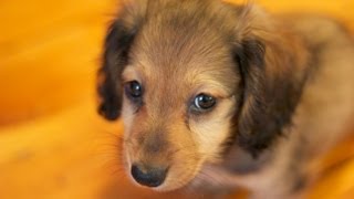 Mini Dachshund Puppy  8 weeks [upl. by Ahsrop]