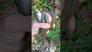 Pike are destroying 5 livebaits  pike fishing underwaterworld [upl. by Eldreda]